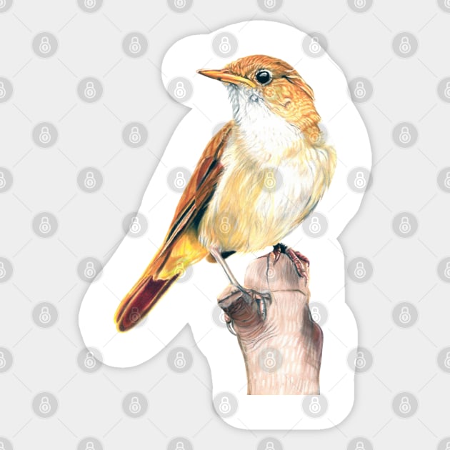 Nightingale Songbird Sticker by IslesArt